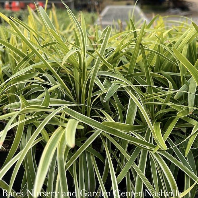 Miscellaneous Liriope / Monkey Grass - Please come in to check supply! Prices vary.