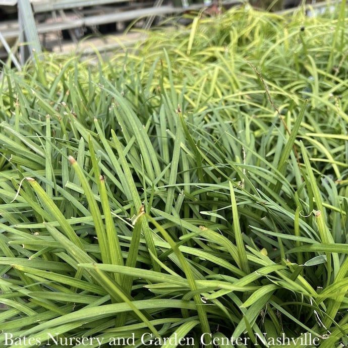 Miscellaneous Liriope / Monkey Grass - Please come in to check supply! Prices vary.