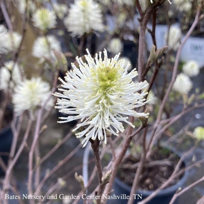 #7 Fothergilla x Mt. Airy/ Witch Alder