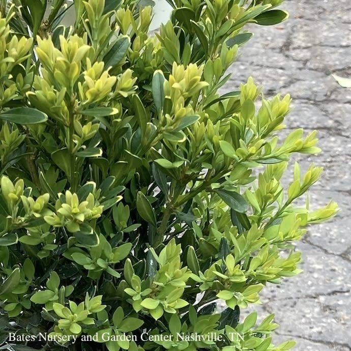 15-18&quot; Buxus x Green Gem/ Dwarf Boxwood