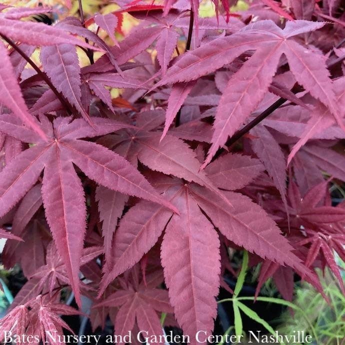 #10 Acer pal Rhode Island Red/ Japanese Maple Red Dwarf