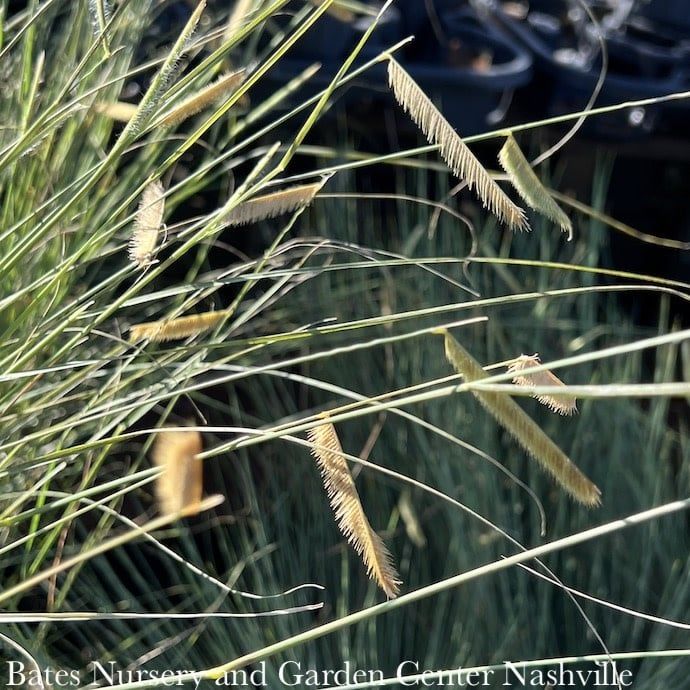 #1 Grass Bouteloua grac Blonde Ambition/ Blue Grama Native (R)