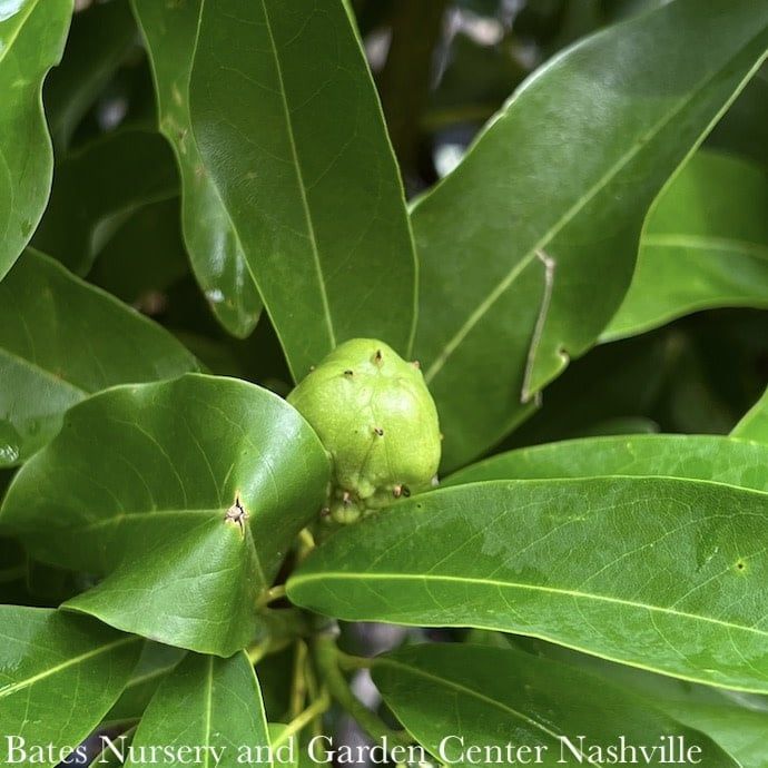 #30  Magnolia virg Moonglow/ Semi-Evergreen Sweetbay Native (TN)