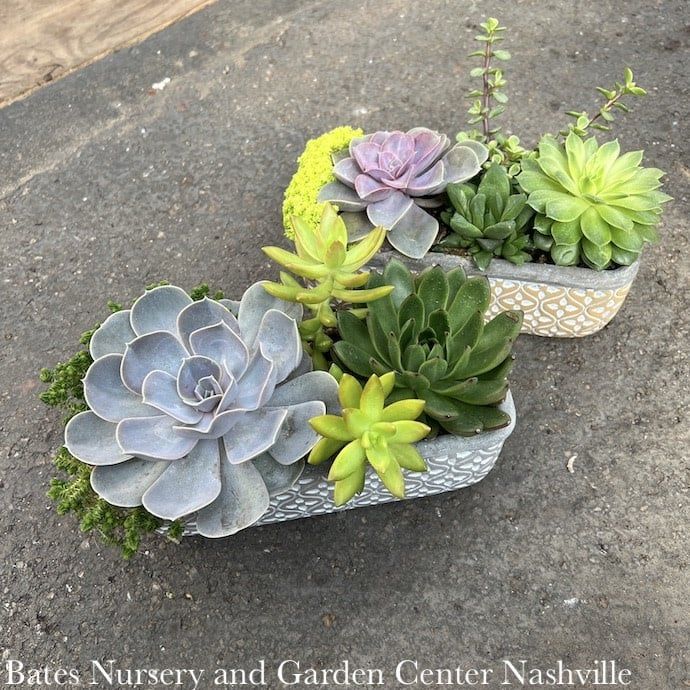 Tropical 10p Classic Autumn Rectangle w/ Succulents