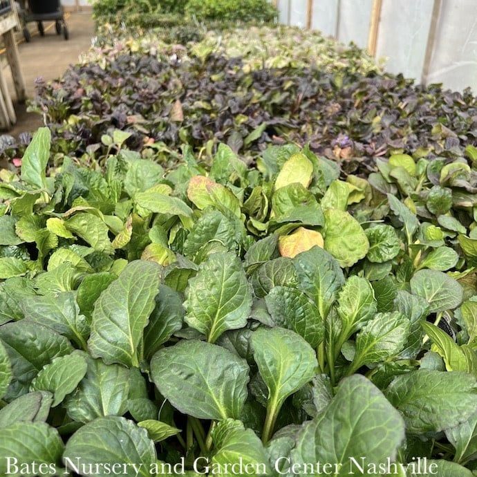 Miscellaneous Ajuga - Please come in to check supply! Prices vary.