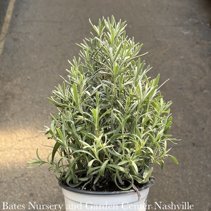 Topiary 6p! TREE/CONE Lavandula/ Lavender /Tropical