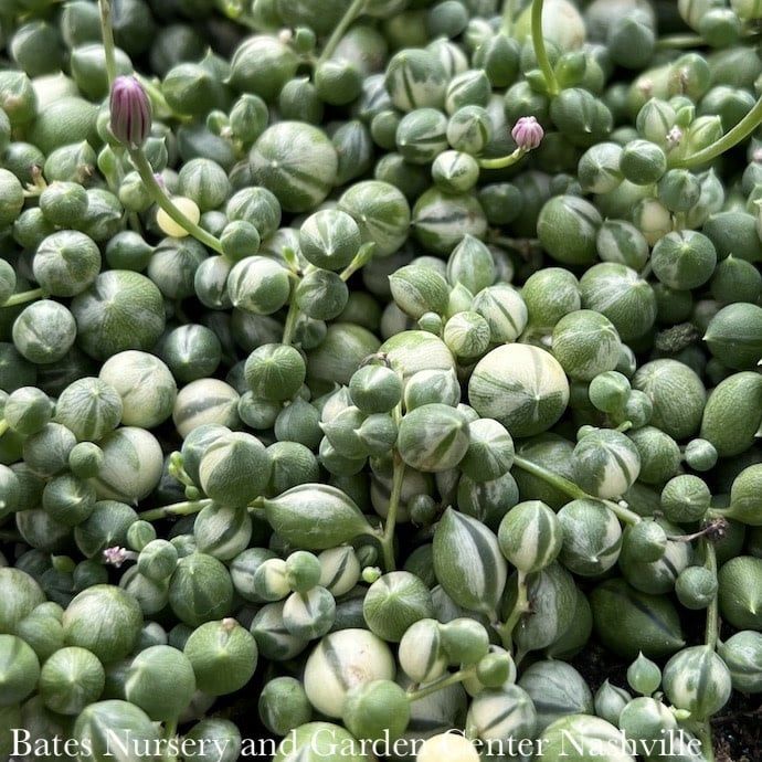 6hb!  VARIEGATED String of Pearls Hanging Basket  Senecio  Row Succulent /Tropical