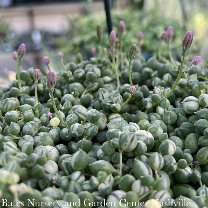 6hb!  VARIEGATED String of Pearls Hanging Basket  Senecio  Row Succulent /Tropical