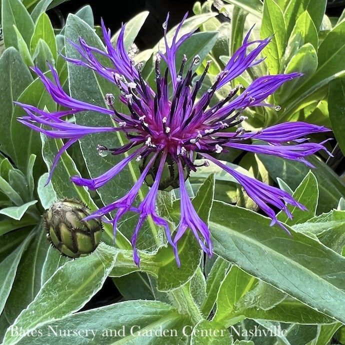 #1 Centaurea montana Amethyst Dream/ Cornflower, Bachelor Button