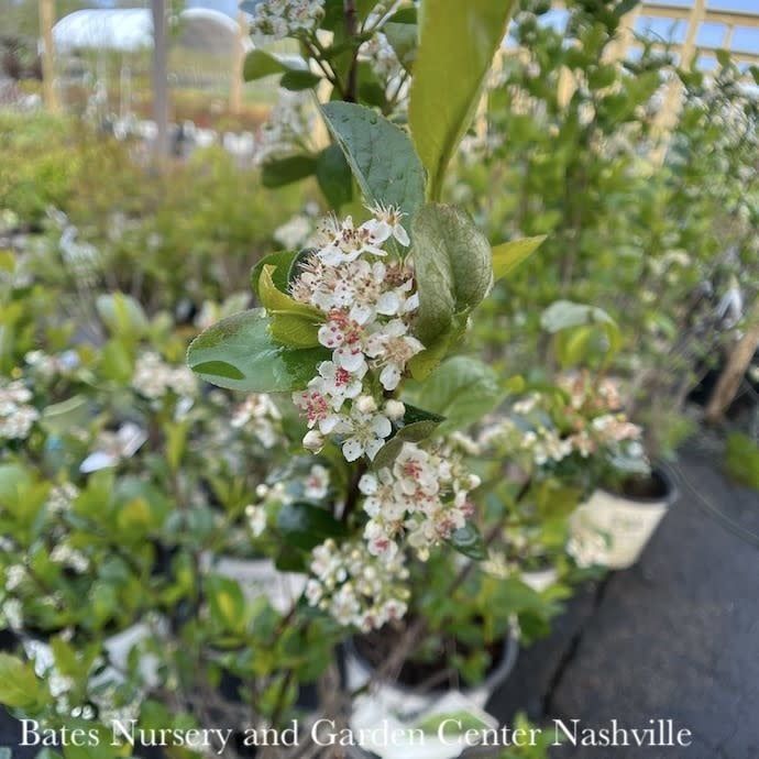 #3 Aronia melano PW Low Scape &#39;HEDGER&#39;/ Black Chokeberry Native (TN)