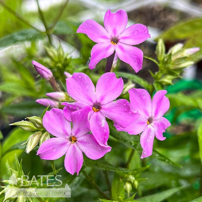 #1 Phlox carolina Kim/ Bright Pink Native (TN)