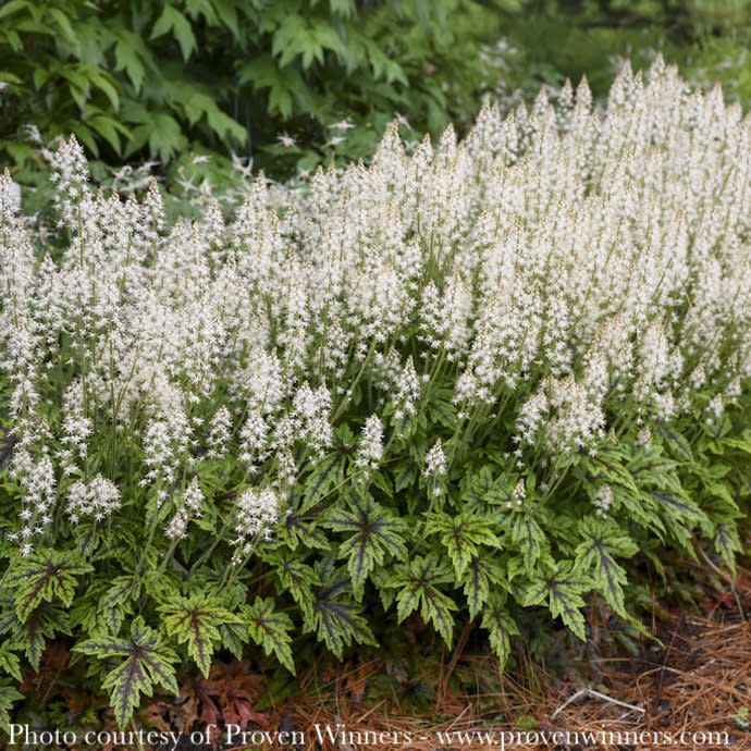 #1 Tiarella x PW Cutting Edge/ Foam Flower