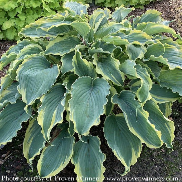 #1 Hosta x PW Shadowland Voices In The Wind