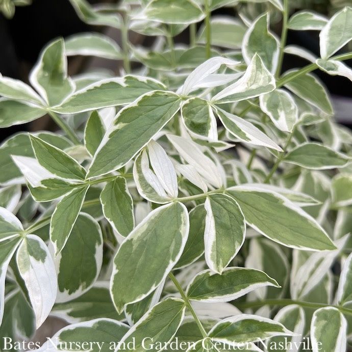 #1 Polemonium rep Touch Of Class/ Variegated Jacob&#39;s Ladder Native (TN)