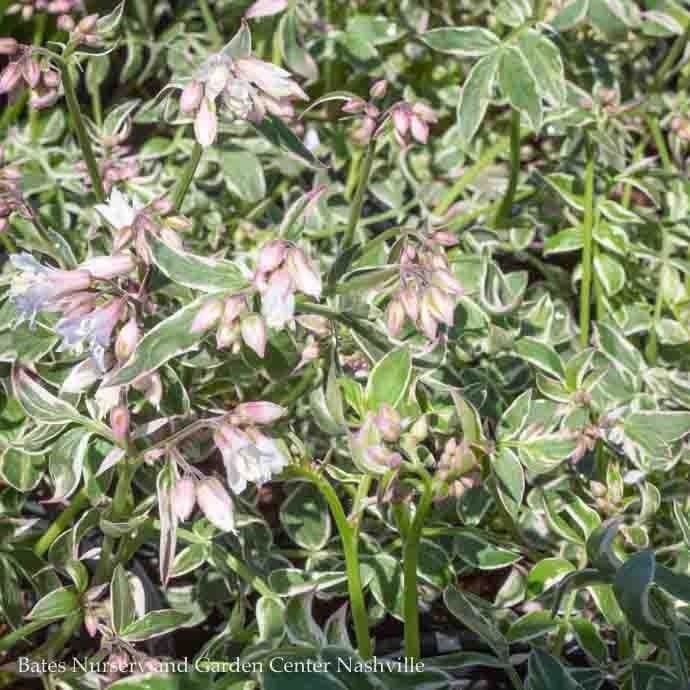 #1 Polemonium rep Touch Of Class/ Variegated Jacob&#39;s Ladder Native (TN)