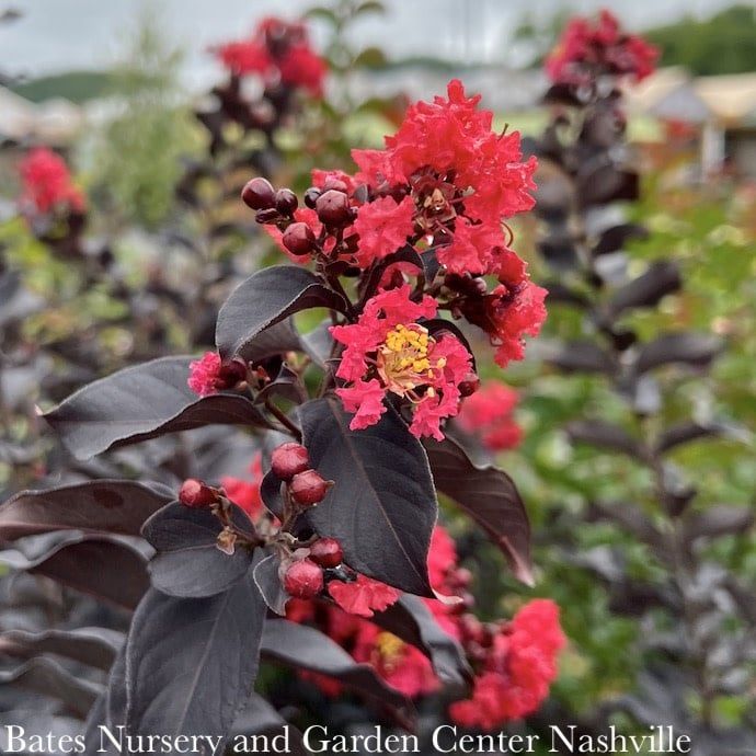 #3 Lagerstroemia x Thunderstruck &#39;Ruby&#39;/ Red with Dark Leaf Crape Myrtle