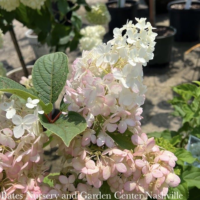 #3 Hydrangea pan Ruby Snow/ Panicle