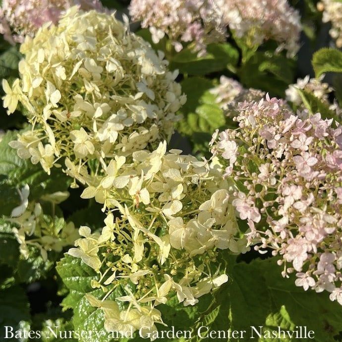 #3 Hydrangea arb PW Invincibelle Wee White/ Dwarf Smooth White Native (TN)