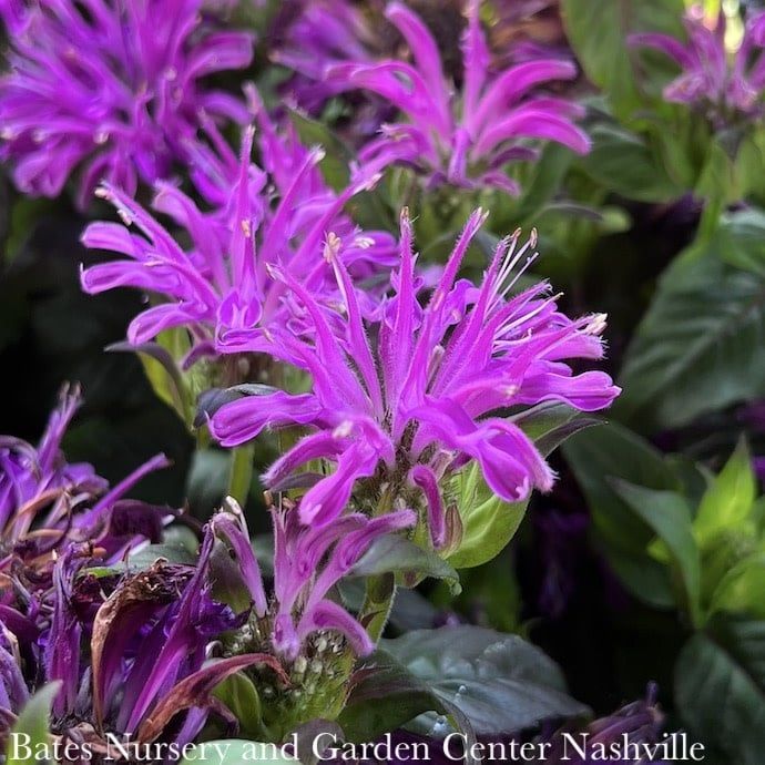 #1 Monarda x Sugar Buzz &#39;Rockin&#39; Raspberry&#39;/ Purple Beebalm