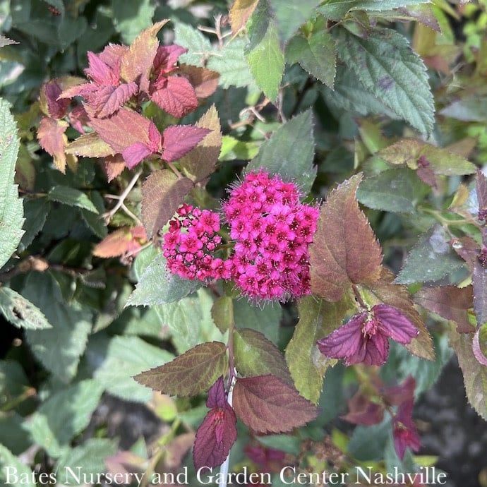 #3 Spiraea x PW Double Play Doozie/ Red Flowers