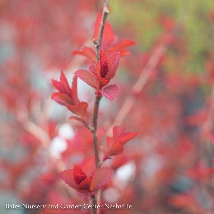 #3 Spiraea x PW Double Play Doozie/ Red Flowers