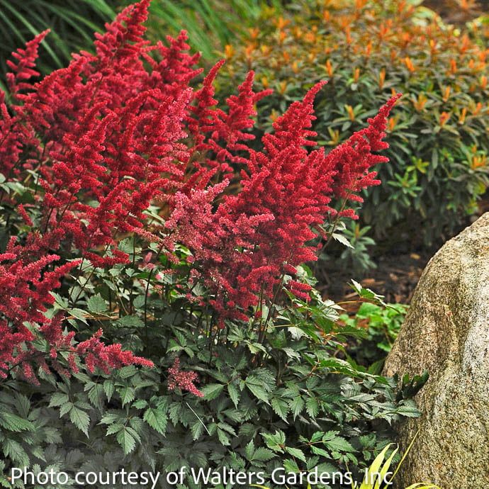#1 Astilbe x arendsii Fanal/ Red