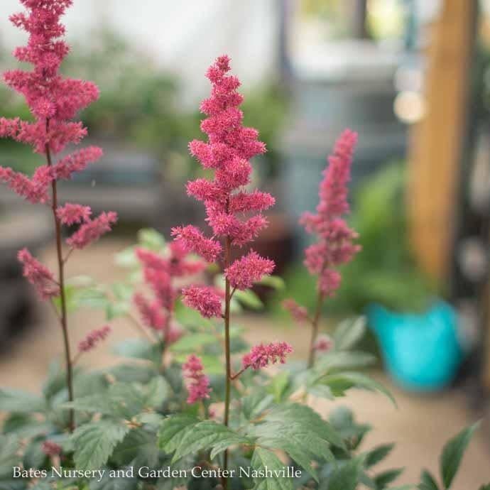 #1 Astilbe x arendsii Fanal/ Red