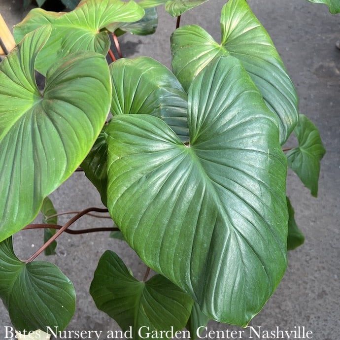 6p! Homalomena Red Stem  / Tropical