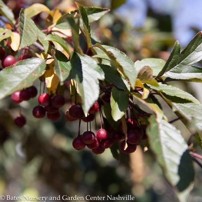 #7 Malus x Royal Raindrops/ Dark Pink blooms, Purple Foliage Crabapple