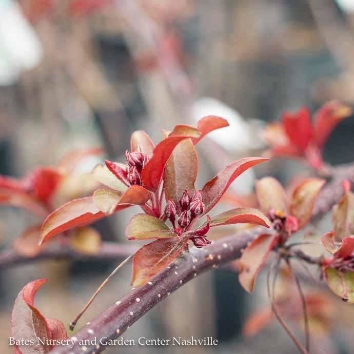 #7 Malus x Royal Raindrops/ Dark Pink blooms, Purple Foliage Crabapple