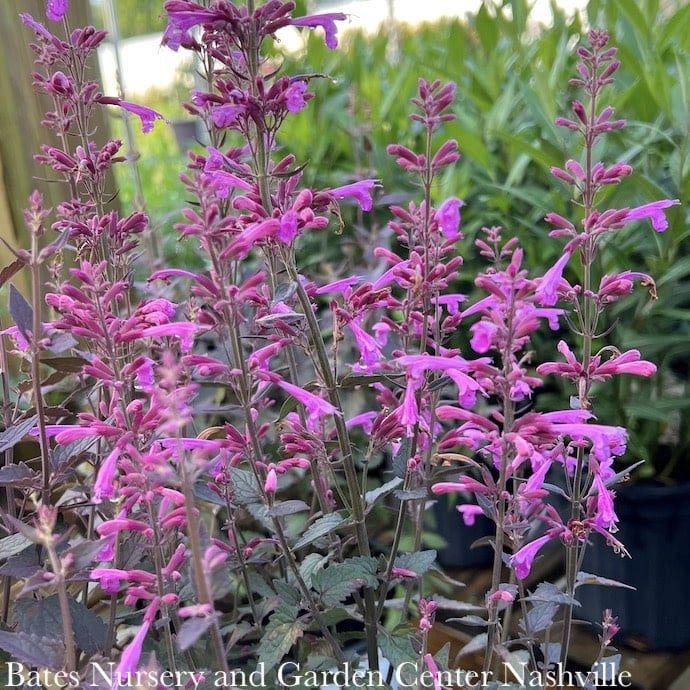 #1 Agastache x PW Meant To Bee &#39;Royal Raspberry&#39;/ Anise Hyssop