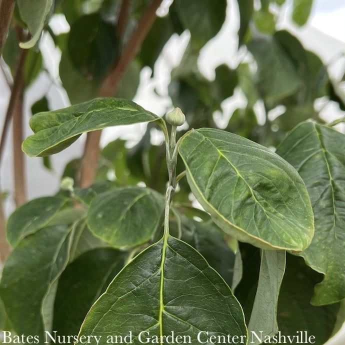 #15 Cornus florida Spring Grove/ White Flowering Dogwood Native (TN)