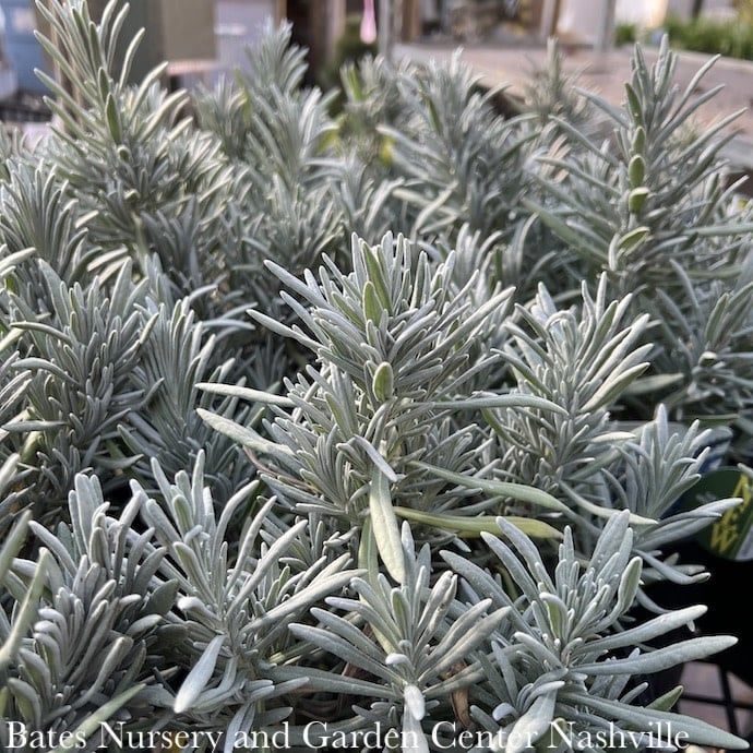 #1 Lavandula x int  Sensational/ Lavender - No Warranty