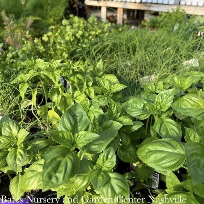 Spring Herbs - Please come in to check supply! Prices vary.