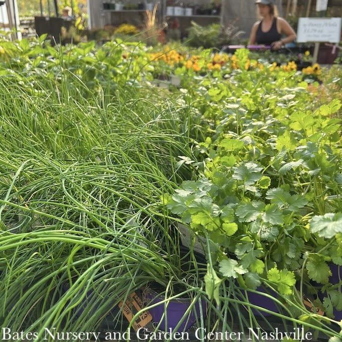 Spring Herbs - Please come in to check supply! Prices vary.