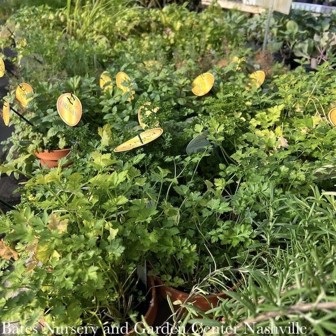 Spring Herbs - Please come in to check supply! Prices vary.