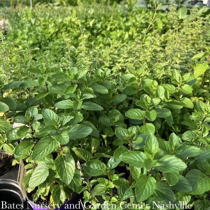 Spring Herbs - Please come in to check supply! Prices vary.