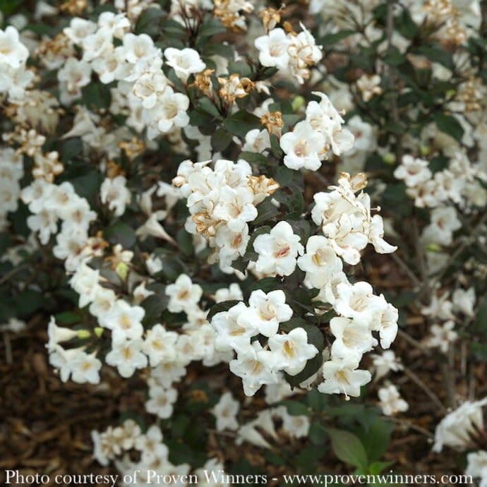#3 Weigela flor PW Wine &amp; Spirits/ White-green Flowers