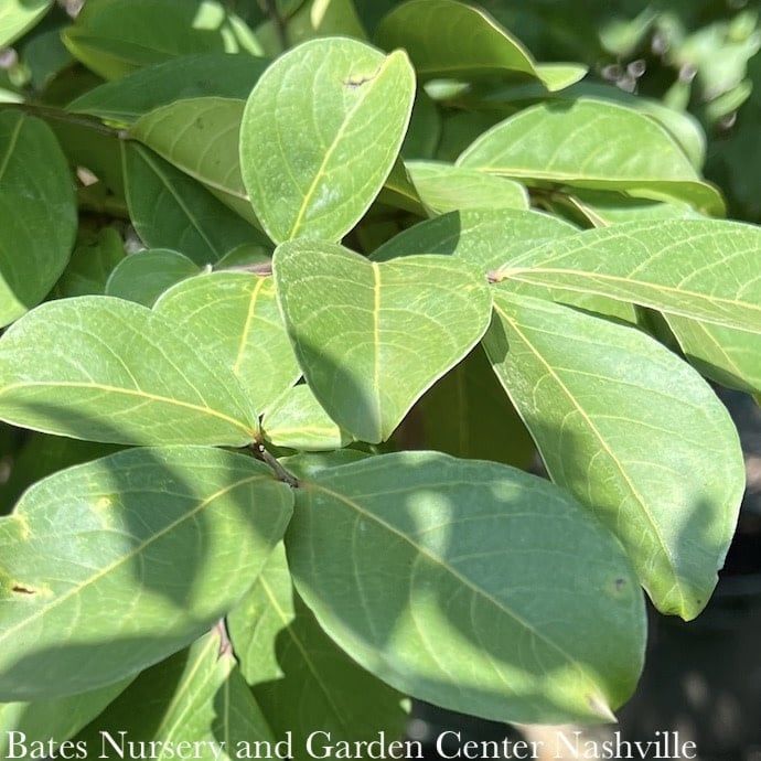 #15 SINGLE Lagerstroemia x TUSKEGEE/ Dark Pink Crape Myrtle