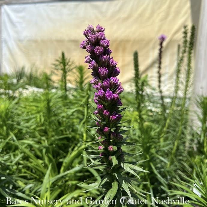 #1 Liatris spica Kobold/ Gayfeather, Blazing Star Native (TN)