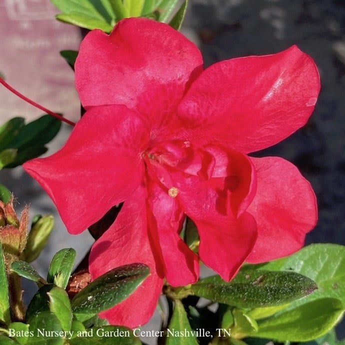 8P Azalea x Encore Autumn Bonfire/ Repeat True Red