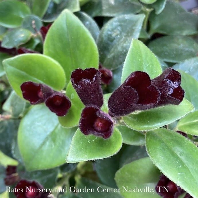 4p! Aeschynanthus Mona Lisa /Lipstick Plant /Tropical