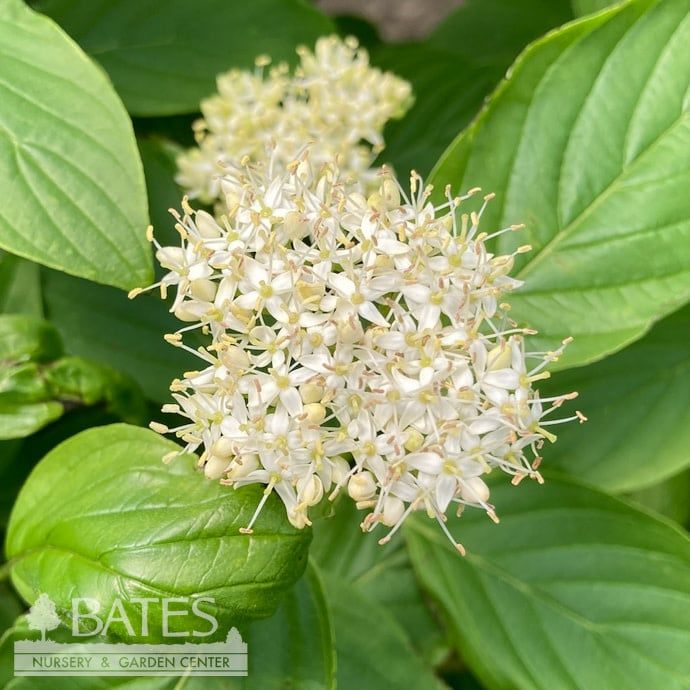 #3 Cornus sericea PW Arctic Fire &#39;YELLOW&#39;/ Compact Dogwood Native (R)