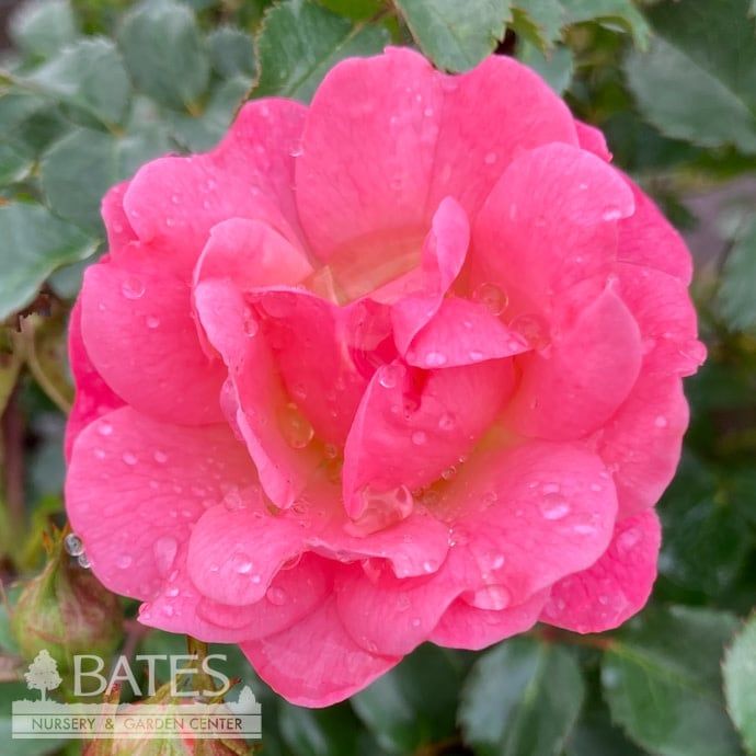 #3 Rosa Blushing Drift/ Light Pink Groundcover Rose - No Warranty