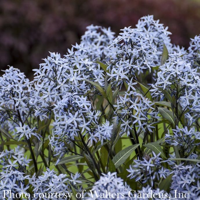 #1 Amsonia tab Storm Cloud/ Bluestar Native (TN)