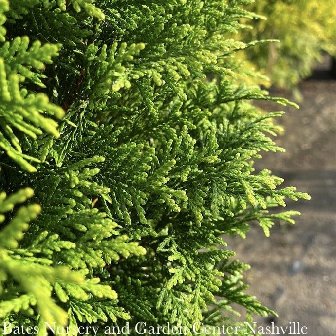 #7 Thuja x Junior Giant/ Pyramidal Arborvitae