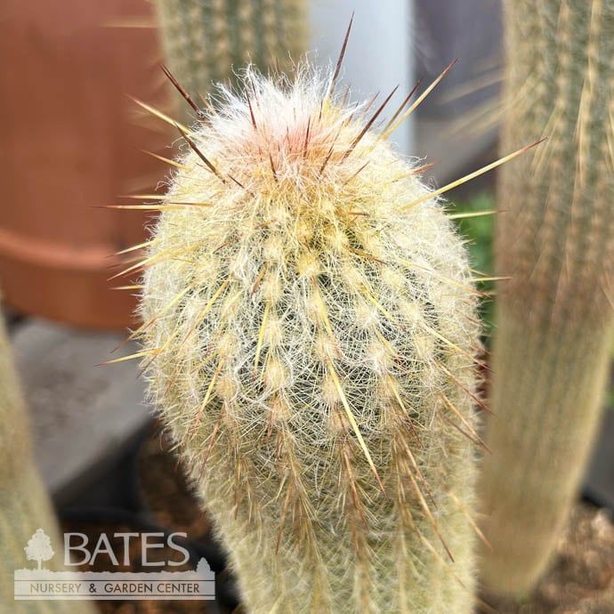 8p! Cactus Espostoa Lanata  /Tropical