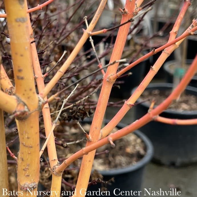 #1 Acer pal Bihou/ Upright Yellow-Green Japanese Maple