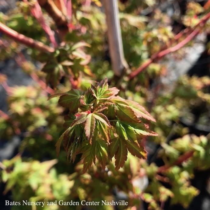 #1 Acer pal Bihou/ Upright Yellow-Green Japanese Maple