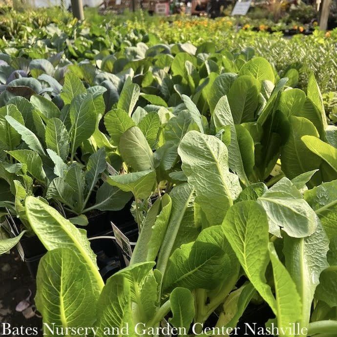 Cool Season Veggies - Please come in to check supply! Prices vary.